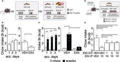 Impact of short and long exposure to cafeteria diet on food intake and white adipose tissue lipolysis mediated by glucagon-like peptide 1 receptor